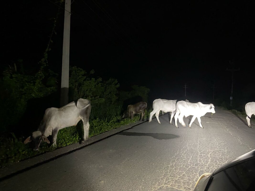 Residentes de San Antonio de Guerra denuncian presencia de animales en las vías durante la madrugada