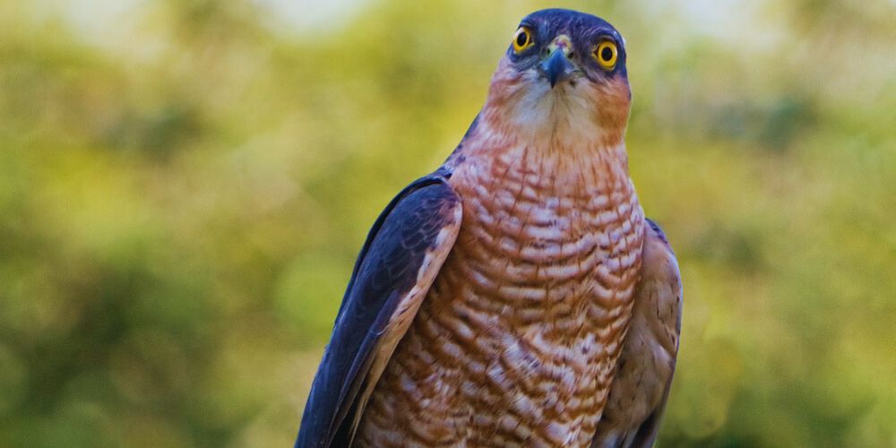 Alerta roja: El Gavilán de la Hispaniola al borde de la extinción