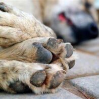 Ciudadanos exigen investigación tras envenenamiento de perros en el Parque Mirador Sur