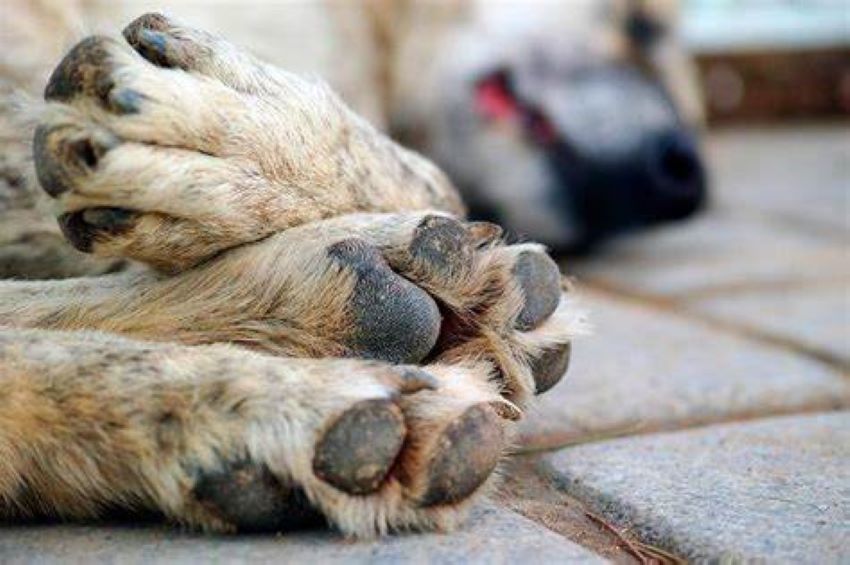 Ciudadanos exigen investigación tras envenenamiento de perros en el Parque Mirador Sur