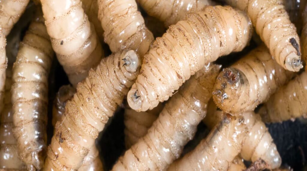 ¿Qué es la miasis por gusano barrenador, enfermedad del ganado que afecta a humanos? | 2 | ¿Qué es la miasis por gusano barrenador, enfermedad del ganado que afecta a humanos? - Noticias de hoy en República Dominicana | De Último Minuto