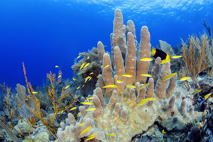 Día Mundial de los Arrecifes - Noticias de hoy en República Dominicana | De Último Minuto