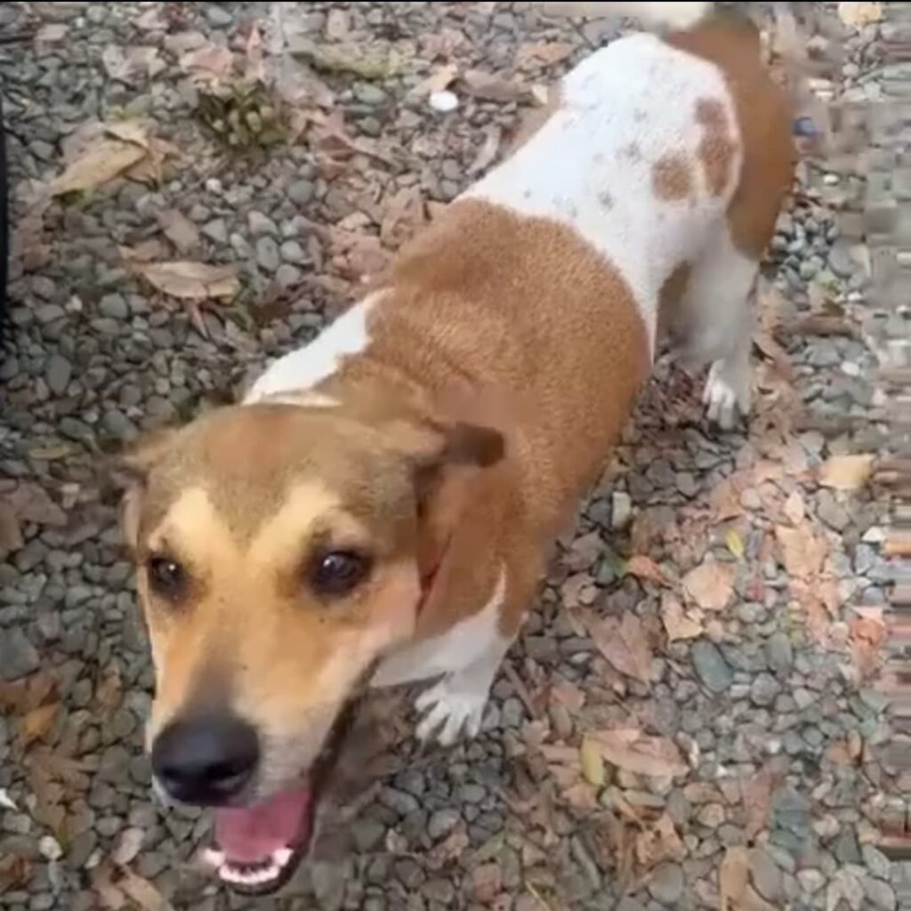 Ciudadanos exigen investigación tras envenenamiento de perros en el Parque Mirador Sur - Noticias de hoy en República Dominicana | De Último Minuto