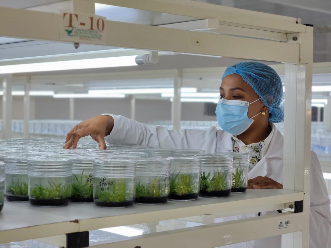 El laboratorio BIOVEGA en un gran productor y distribuidor de plantas frutales con alto valor comercial.