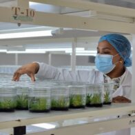 El laboratorio BIOVEGA en un gran productor y distribuidor de plantas frutales con alto valor comercial.