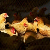 República Dominicana suspende la compra de pollos a Brasil por gripe aviar