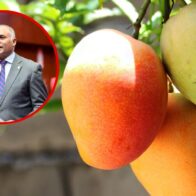 Baní ya es oficialmente la Capital del Mango: iniciativa del senador Julito Fulcar es aprobada
