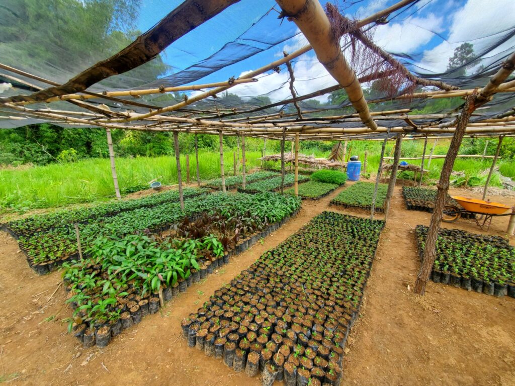 En últimos 10 años RD ha perdido entre 200 y 300 mil hectáreas de bosque - Noticias de hoy en República Dominicana | De Último Minuto
