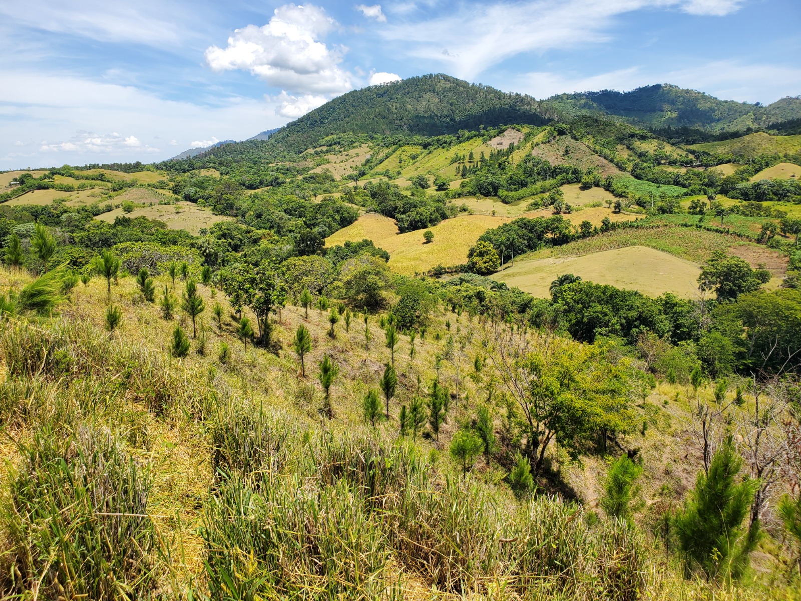 Bosques dominicanos.