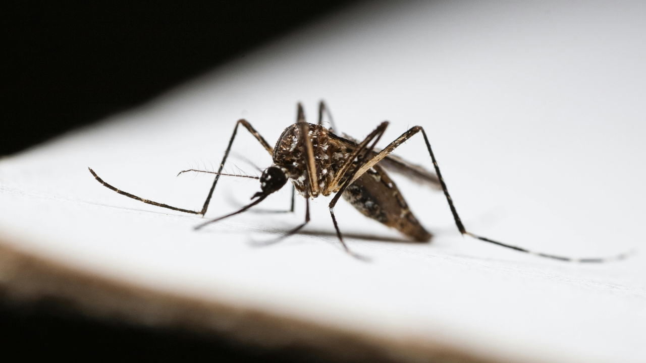 Salud Pública reporta aumento de enfermedades infecciosas: malaria, dengue y leptospirosis entre las principales