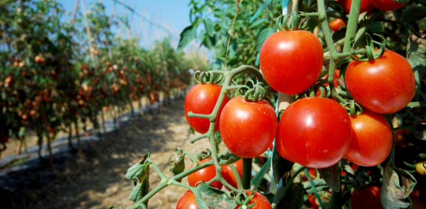 Cultivos de tomates.