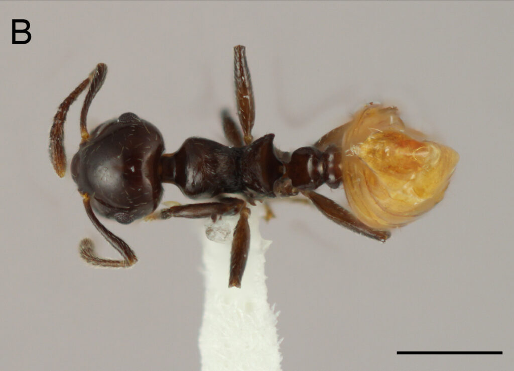 Describen una nueva especie de hormiga única del Caribe  - Noticias de hoy en República Dominicana | De Último Minuto