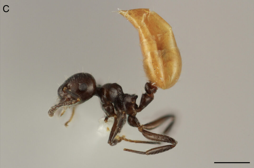 Describen una nueva especie de hormiga única del Caribe 
