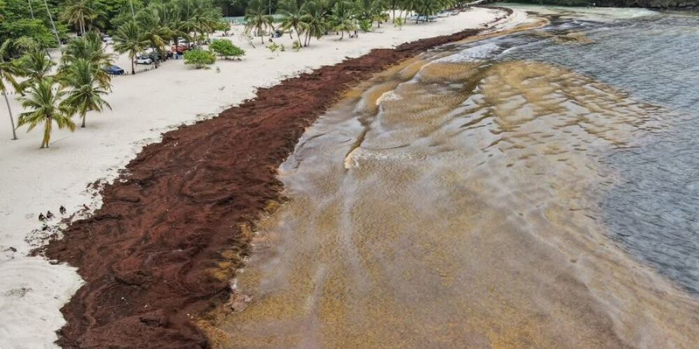 Preocupación social por acumulación masiva de sargazo en Playa Rincón, Las Galeras