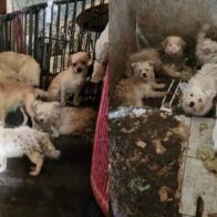 Más de 80 perros rescatados en Brooklyn tras hallazgo impactante; piden ayuda para hogares temporales