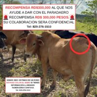 Denuncian robo de 30 toros valorados en más de 3 millones de pesos en El Seibo; ofrecen recompensa de RD$300,000 - Noticias de hoy en República Dominicana | De Último Minuto