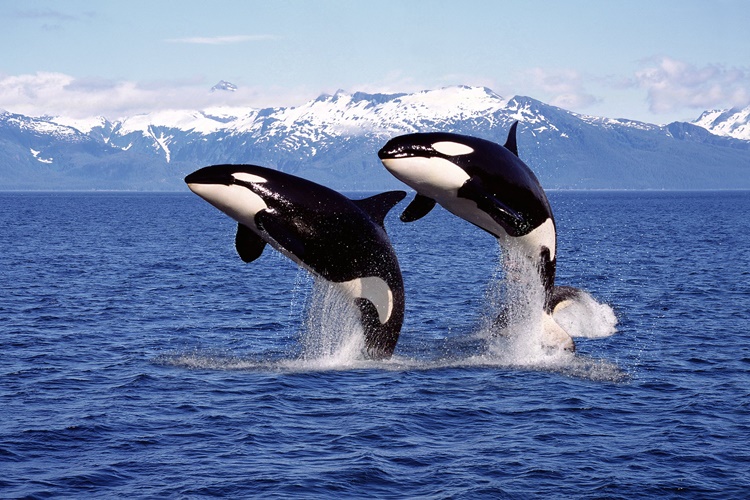 Día Mundial de la Orca: Celebrando la majestuosidad y conciencia de los océanos