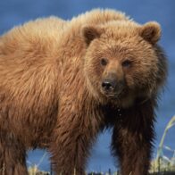 Autoridades del lejano oriente ruso recomiendan no salir por la noche por peligro de osos