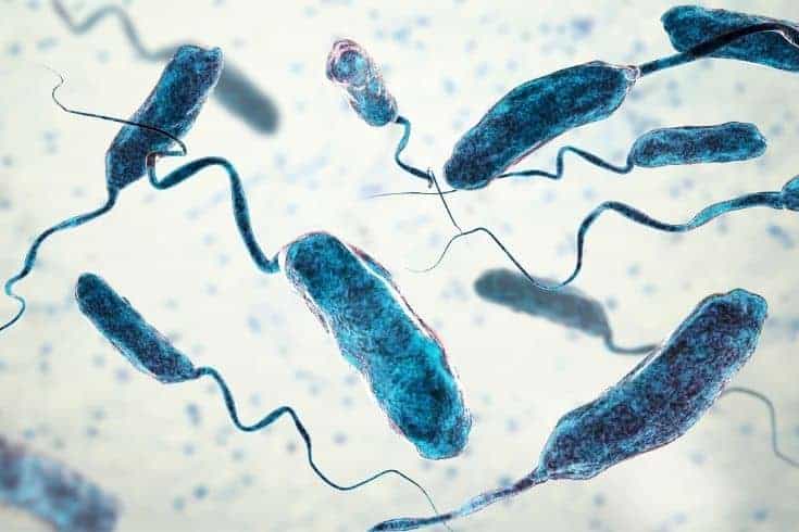 Suben a ocho las muertes en Estados Unidos por una bacteria carnívora presente en el mar - Noticias de hoy en República Dominicana | De Último Minuto