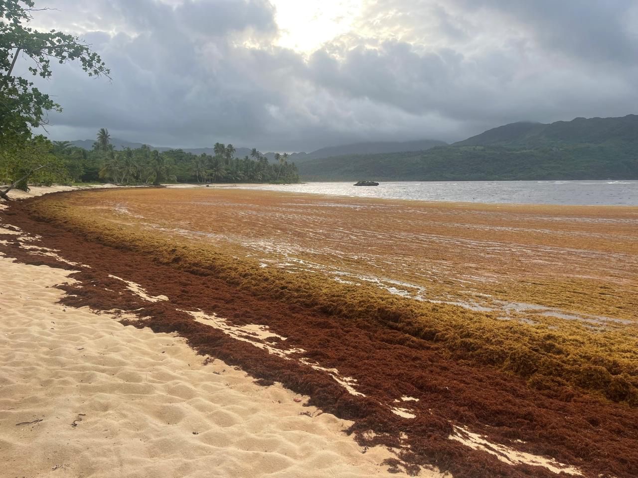 Grave acumulación de sargazo afecta Playa Rincón y golpea la economía turística de Las Galeras - Noticias de hoy en República Dominicana | De Último Minuto