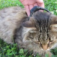 Capturan en Rusia a delincuentes que intentaron enviar drogas a una cárcel con un gato
