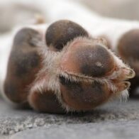Hallan 32 perros muertos por falta de comida y agua en una finca de España