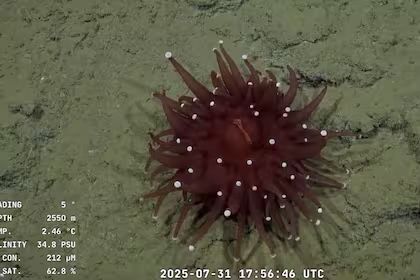 Conicet despide streaming del fondo del mar con más de 70 mil espectadores | 5 | Conicet despide streaming del fondo del mar con más de 70 mil espectadores - Noticias de hoy en República Dominicana | De Último Minuto