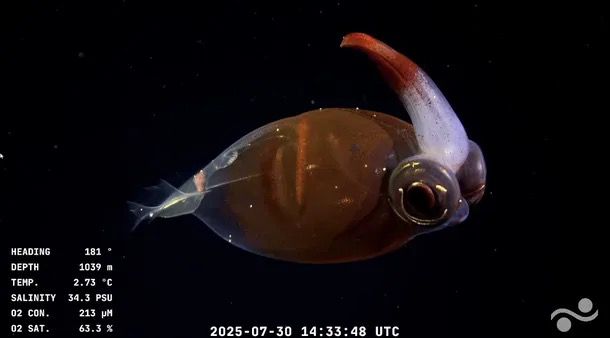 Conicet despide streaming del fondo del mar con más de 70 mil espectadores | 2 | Conicet