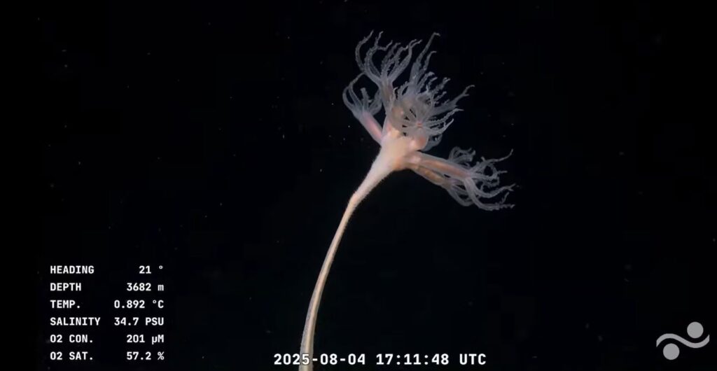 Conicet despide streaming del fondo del mar con más de 70 mil espectadores | 4 | Conicet despide streaming del fondo del mar con más de 70 mil espectadores - Noticias de hoy en República Dominicana | De Último Minuto