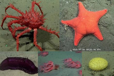 Conicet despide streaming del fondo del mar con más de 70 mil espectadores | 7 | Conicet despide streaming del fondo del mar con más de 70 mil espectadores - Noticias de hoy en República Dominicana | De Último Minuto