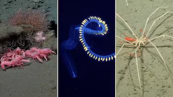 Conicet despide streaming del fondo del mar con más de 70 mil espectadores | 6 | Conicet despide streaming del fondo del mar con más de 70 mil espectadores - Noticias de hoy en República Dominicana | De Último Minuto