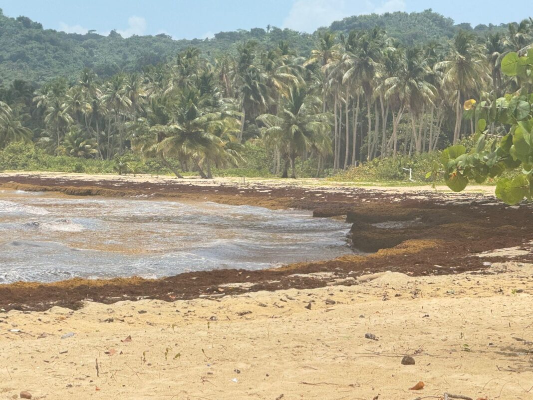 Samaná exige acciones concretas ante la acumulación masiva de sargazo