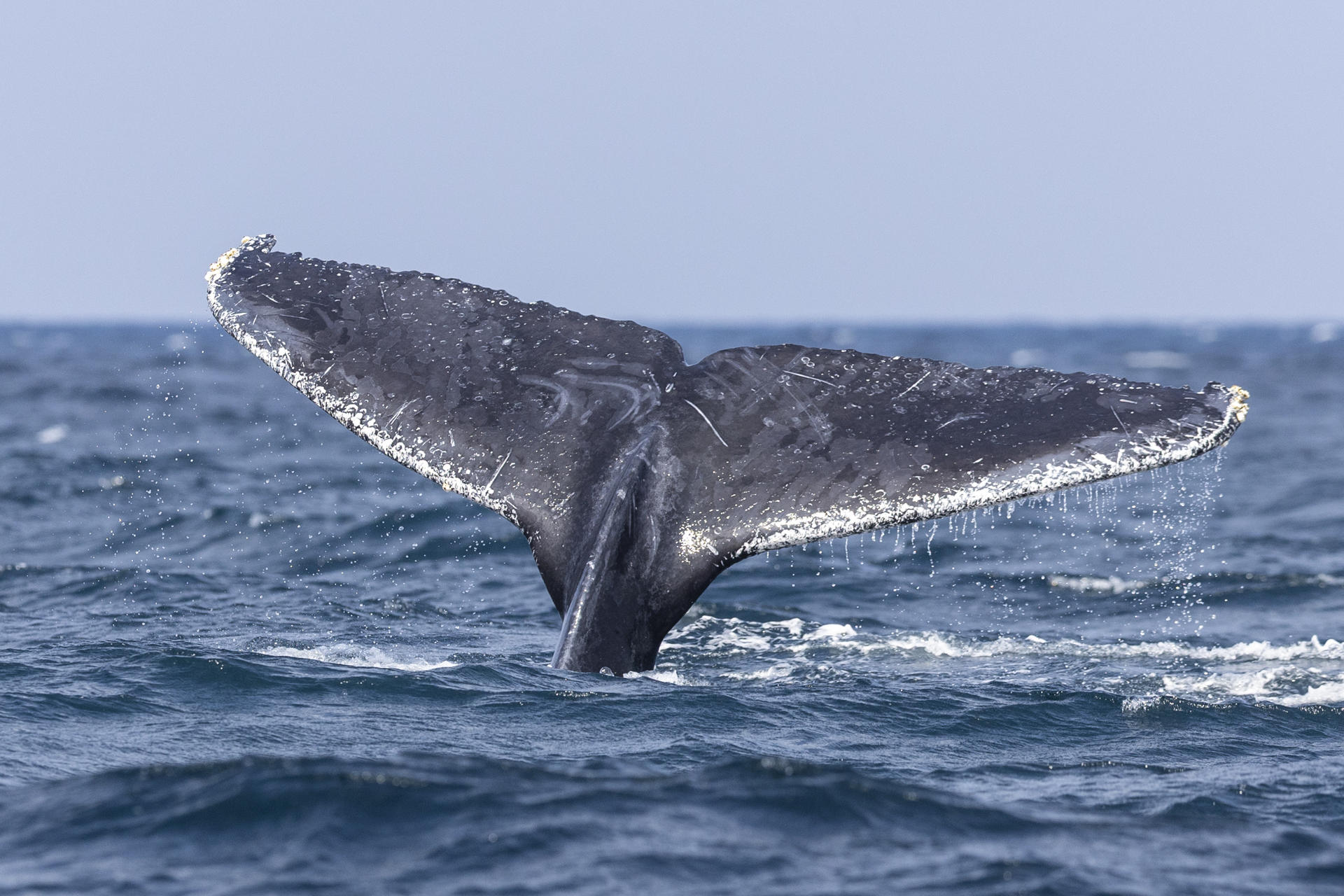 Presentan 250.000 firmas para que la UE reduzca velocidad de barcos y proteja a ballenas