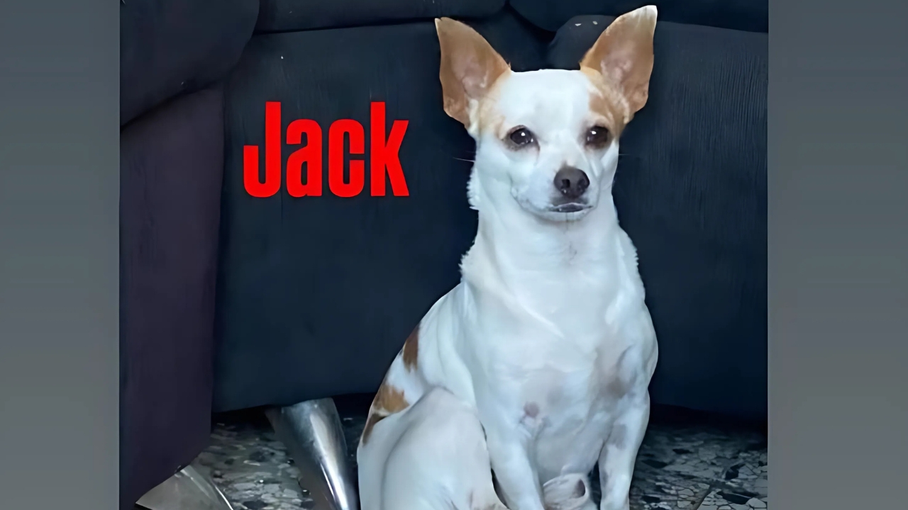 Se busca perrito Jack, desaparecido en Alma Rosa II