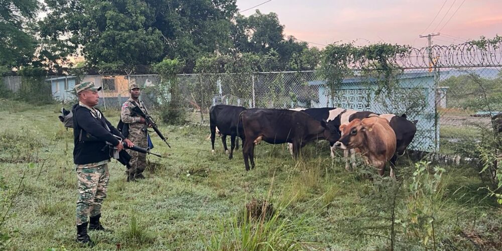 Ejército recupera nueve reses en operativo en la frontera de Dajabón