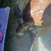 Tortuga marina en peligro de extinción aparece varada en La Playita, Las Galeras - Noticias de hoy en República Dominicana | De Último Minuto