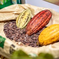 Cacao dominicano.