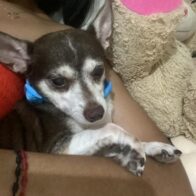Reportan canino desaparecido llamado "Simba", familiares piden ayuda para encontrarlo