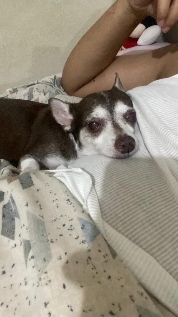 Reportan canino desaparecido llamado "Simba", familiares piden ayuda para encontrarlo | 3 | Reportan canino desaparecido llamado "Simba", familiares piden ayuda para encontrarlo - Noticias de hoy en República Dominicana | De Último Minuto