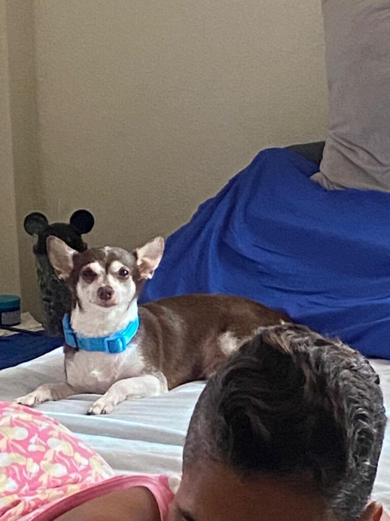 Reportan canino desaparecido llamado "Simba", familiares piden ayuda para encontrarlo | 2 | Reportan canino desaparecido llamado "Simba", familiares piden ayuda para encontrarlo - Noticias de hoy en República Dominicana | De Último Minuto