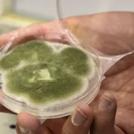España investiga proteínas generadas por fermentación para viajar a Marte