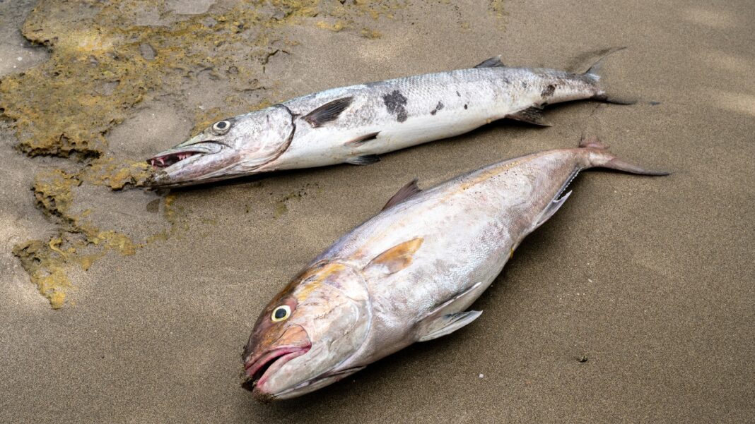 Ministerio de Medio Ambiente investiga mortandad masiva de peces en Río Soco San Pedro de Macorís.– El Ministerio de Medio Ambiente inició una investigación tras reportarse una mortandad masiva de peces en el Refugio de Vida Silvestre Río Soco, luego de que ciudadanos denunciaran la situación a través de redes sociales. Equipos especializados del ministerio se trasladaron al lugar para recolectar muestras de agua y peces, las cuales serán analizadas en laboratorios para determinar las causas del incidente. El ministro de Medio Ambiente, Paíno Henríquez, aseguró que se elaborará un informe detallado con los resultados de los estudios y las acciones que se implementarán para mitigar el impacto ambiental. El ministerio reiteró su compromiso con la transparencia, la protección del medio ambiente y la respuesta rápida a las denuncias ciudadanas, con el objetivo de preservar los recursos naturales del país.