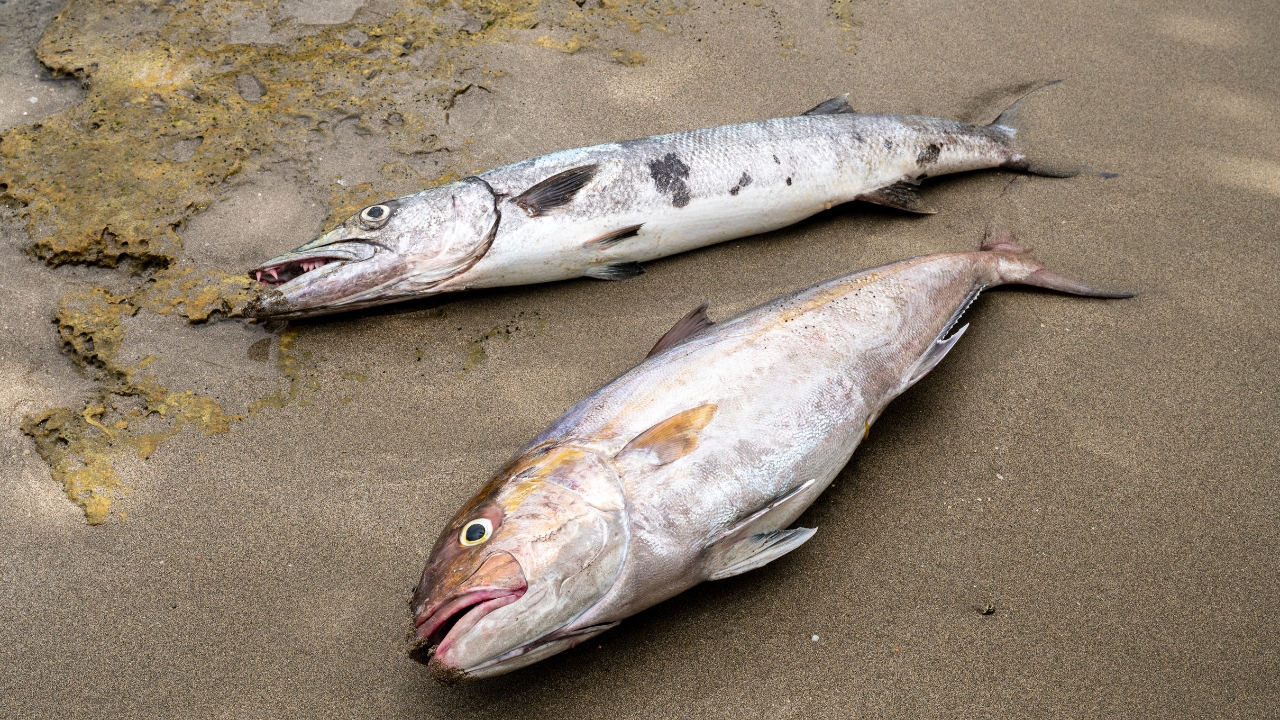 Ministerio de Medio Ambiente investiga mortandad masiva de peces en Río Soco San Pedro de Macorís.– El Ministerio de Medio Ambiente inició una investigación tras reportarse una mortandad masiva de peces en el Refugio de Vida Silvestre Río Soco, luego de que ciudadanos denunciaran la situación a través de redes sociales. Equipos especializados del ministerio se trasladaron al lugar para recolectar muestras de agua y peces, las cuales serán analizadas en laboratorios para determinar las causas del incidente. El ministro de Medio Ambiente, Paíno Henríquez, aseguró que se elaborará un informe detallado con los resultados de los estudios y las acciones que se implementarán para mitigar el impacto ambiental. El ministerio reiteró su compromiso con la transparencia, la protección del medio ambiente y la respuesta rápida a las denuncias ciudadanas, con el objetivo de preservar los recursos naturales del país.