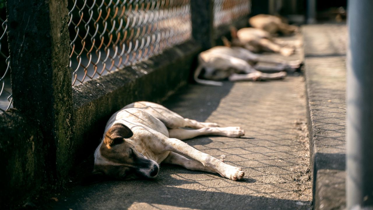 Denuncian envenenamiento de perros en la Terminal Portuaria de Río Haina