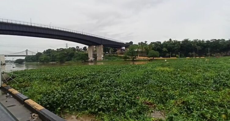 Crecida del río Ozama arrastra gran cantidad de lilas y desechos hasta el puente flotante Crecida del río Ozama arrastra gran cantidad de lilas y desechos hasta el puente flotante