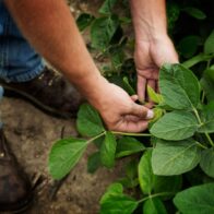 La soya sostenible impulsa el desarrollo económico y la seguridad alimentaria en República Dominicana
