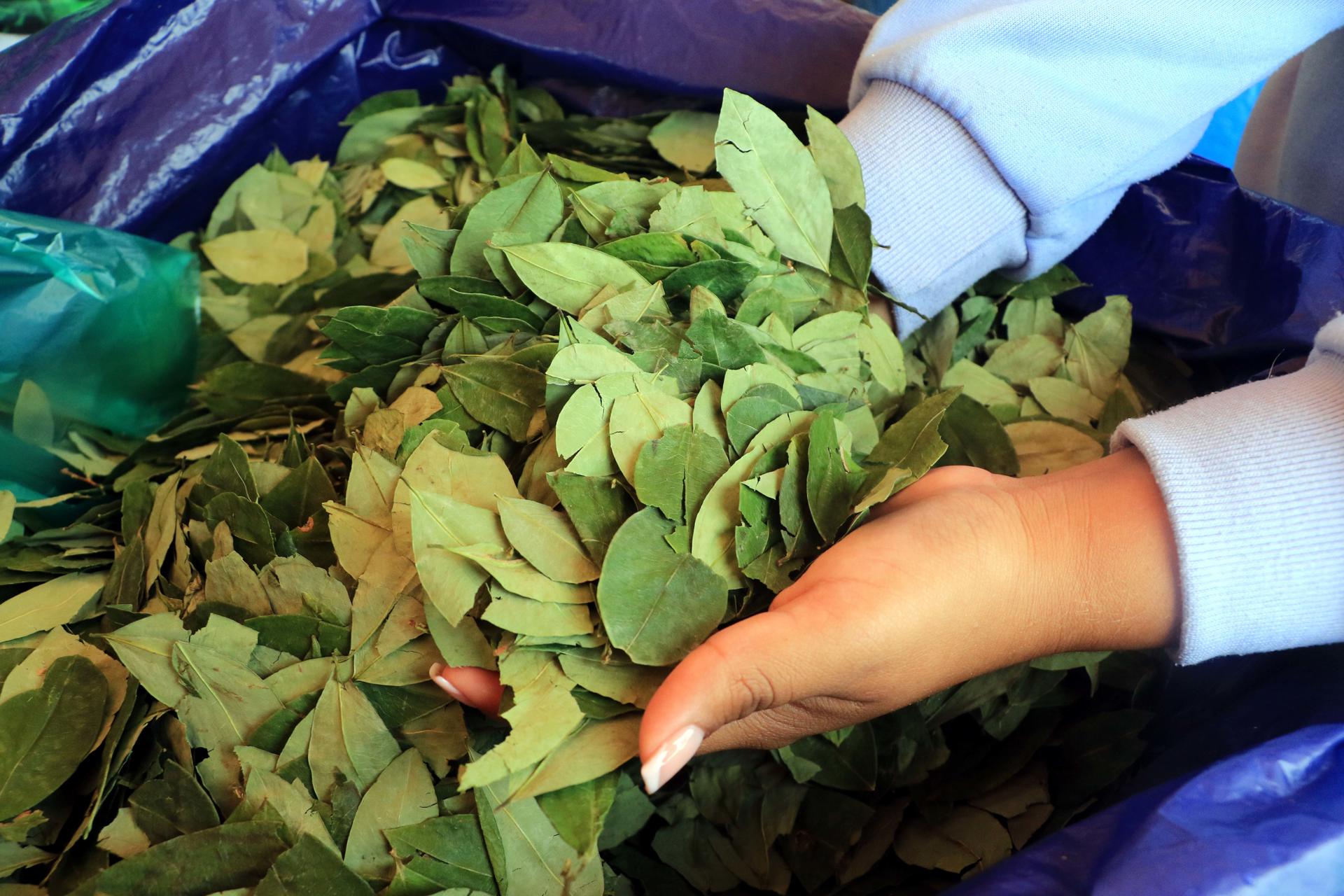 Bolivia defiende en cita científica de la OMS sacar la hoja de coca de la lista de estupefacientes