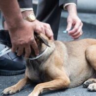 Bolivia estrena su primera clínica pública para mascotas - Noticias de hoy en República Dominicana | De Último Minuto
