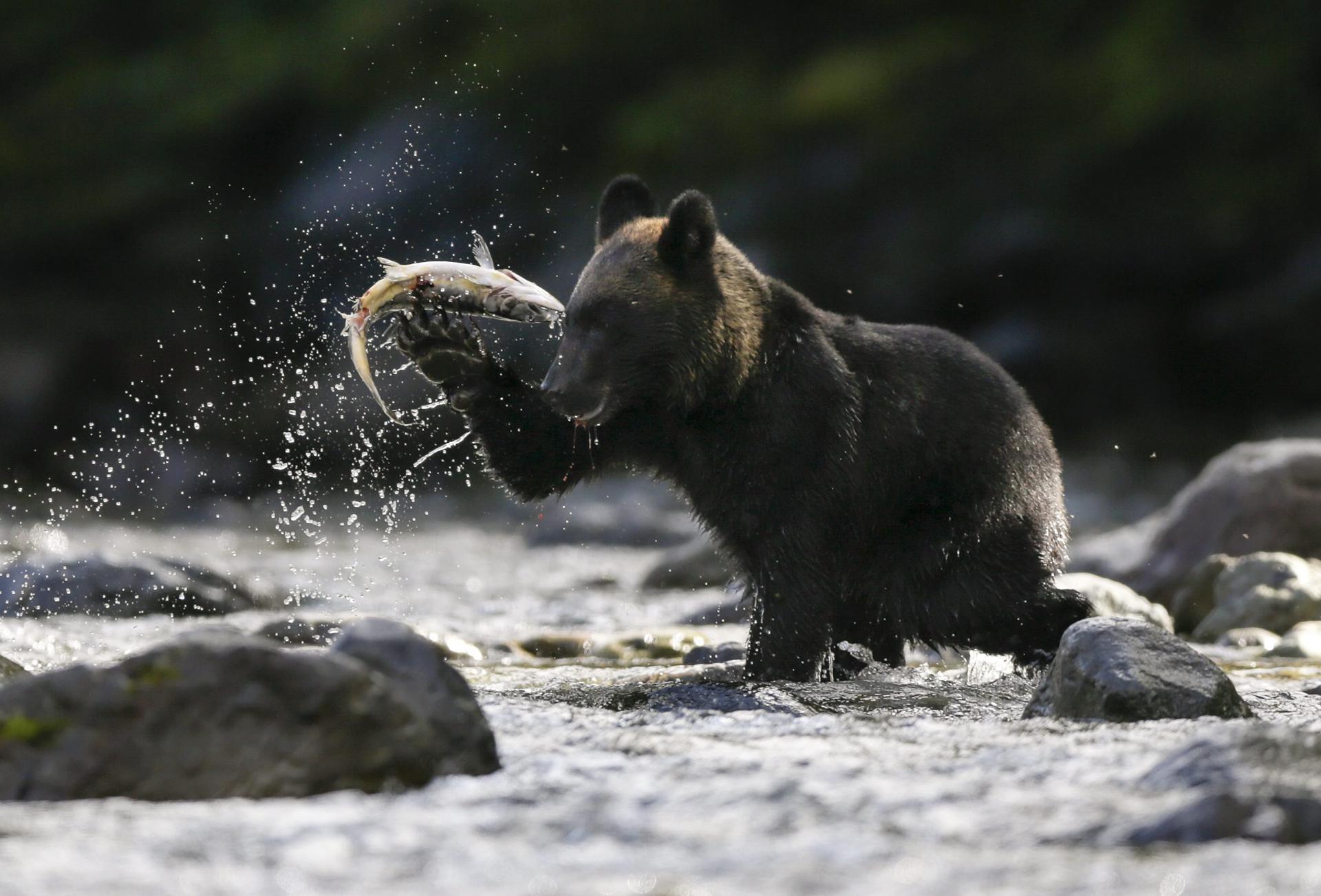 Japón despliega soldados para poner freno a los crecientes ataques de osos