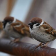 Detectan por primera vez en humanos una enfermedad documentada solo en aves - Noticias de hoy en República Dominicana | De Último Minuto